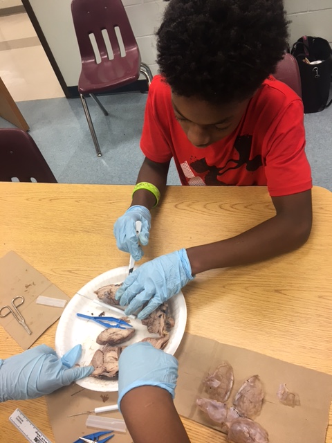 a young student practices dissecting